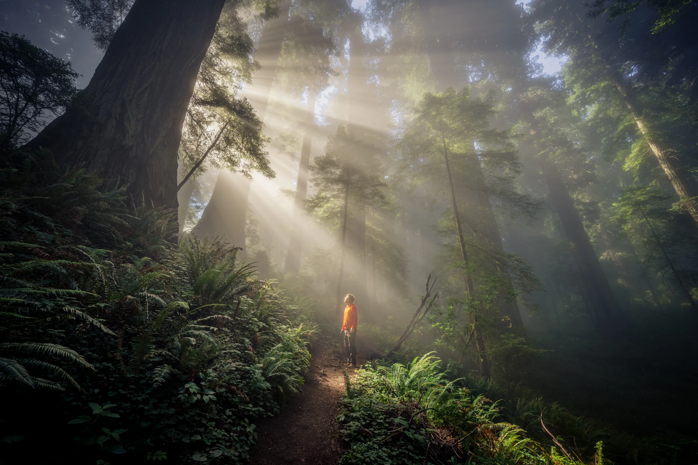 Towering redwoods above a fern-lined path, with sunlight streaming through the mist